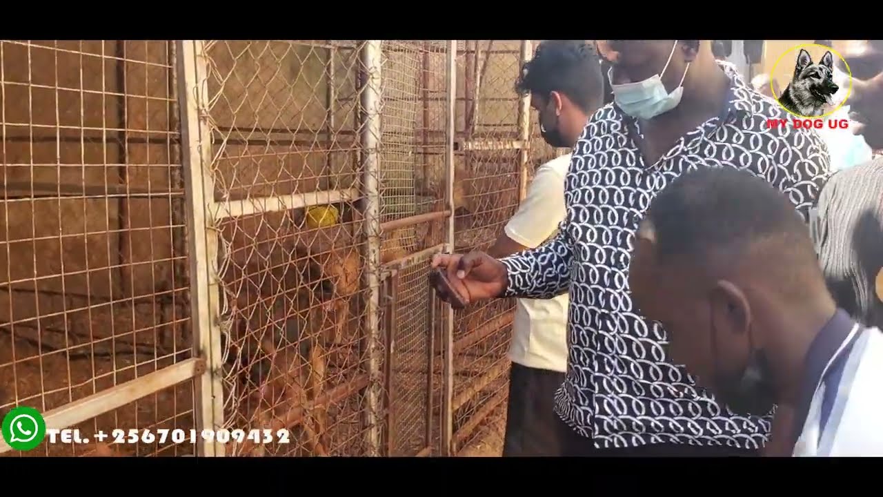All Uganda Dog Breeders went to see the Biggest Boerboel in Africa at Amahoro Kennel (MUST WATCH)