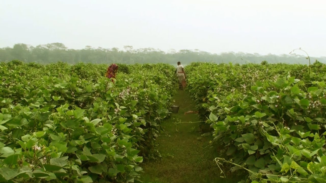 Hyacinth Bean - Hyacinth Bean Cultivation Method On Commercial Basis