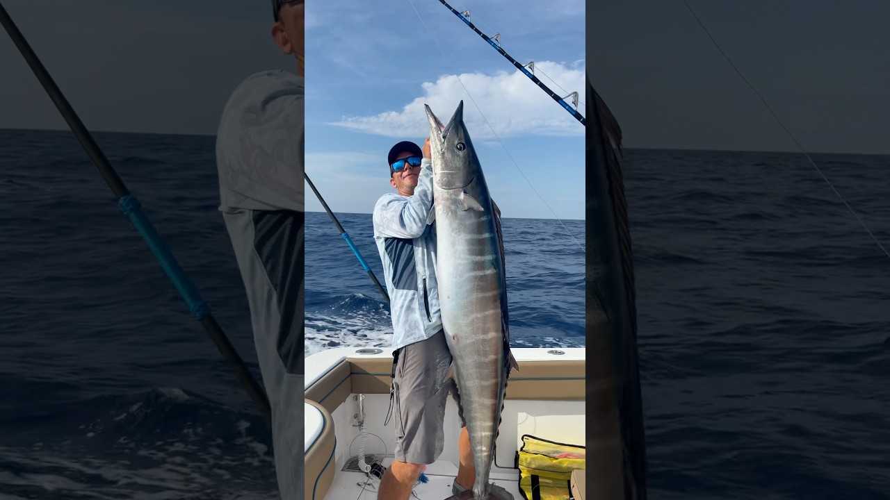 GIANT wahoo from St. Pete Florida! 🦓 🤩 #wahoo #fishing #offshorefishing