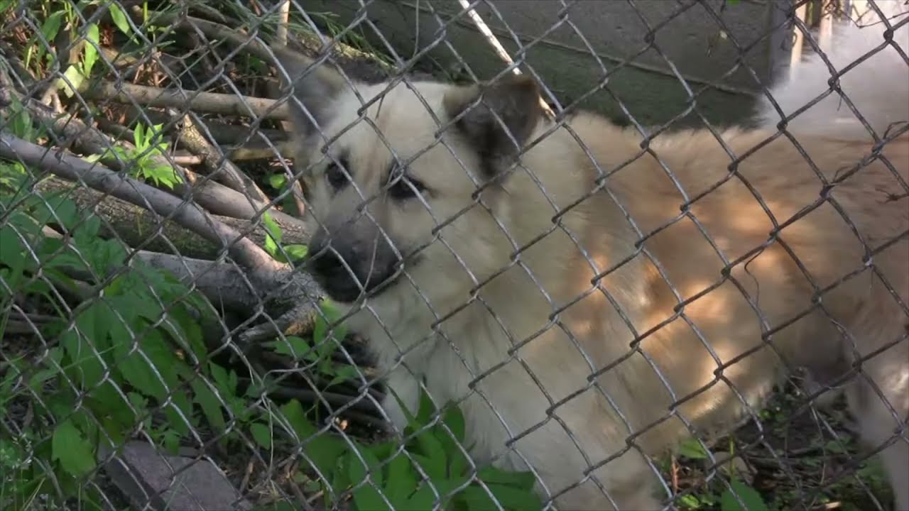 Dog Bite Law and Liability For Medical Expenses in Ohio