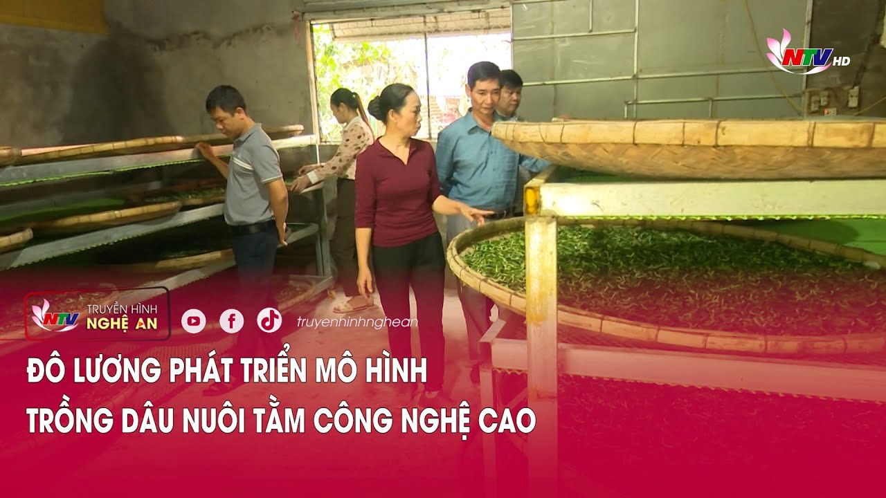 Đô Lương phát triển mô hình trồng dâu nuôi tằm công nghệ cao