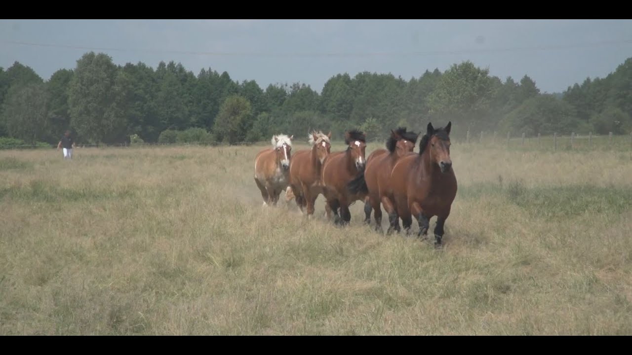Janowo - DUŻE HOBBY