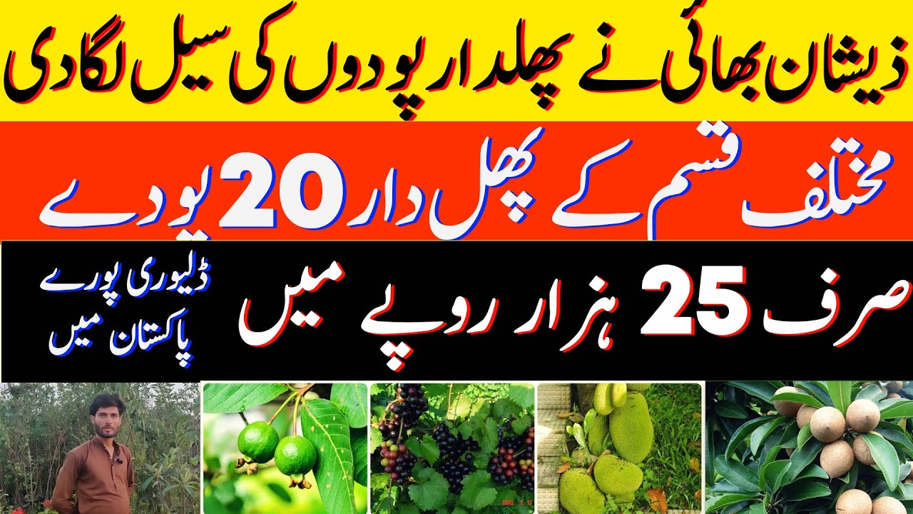 Sale On Fruit Plants 2025 | Fruits Garden 2025 | Gardening Plants #garden #fruitplant