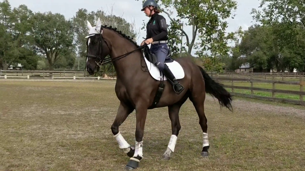 Canter Pirouette - Dressage Horse
