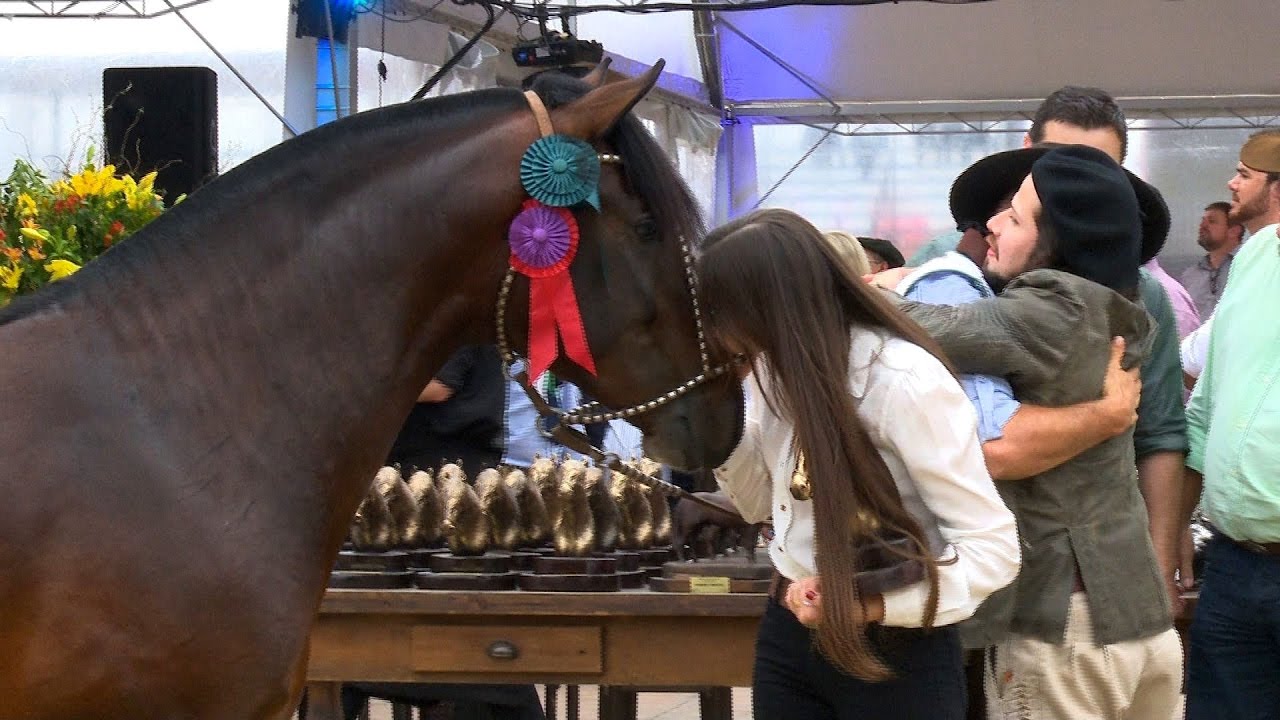 Querendon do Recanto Crioulo - 3º Macho na Morfologia Expointer 2016