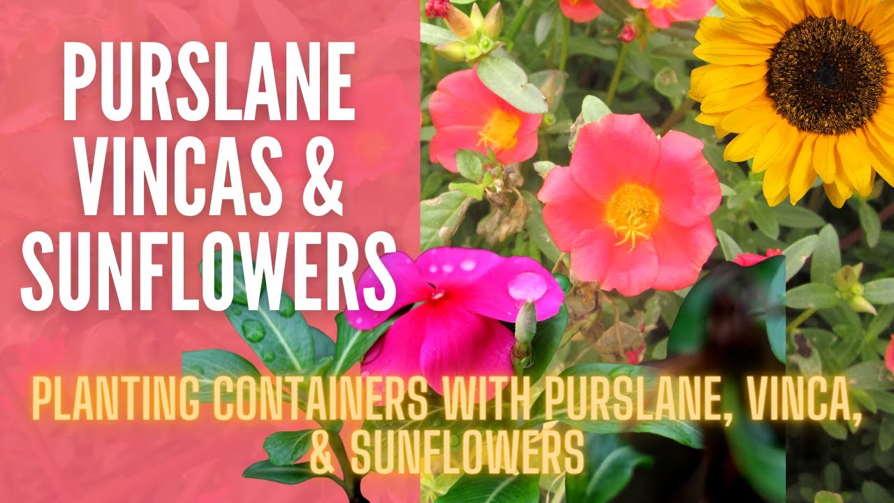Planting Purslane, Vincas, & Sunflowers 🌻🌻🌻 || Summer Containers || Summer Plants