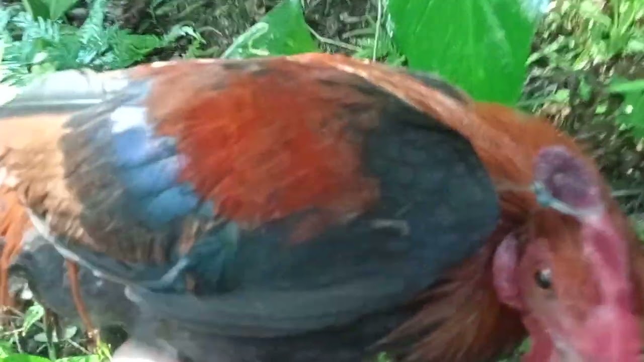 Labuyo hunting pangalawang huli kahit sa palong walang kawala,