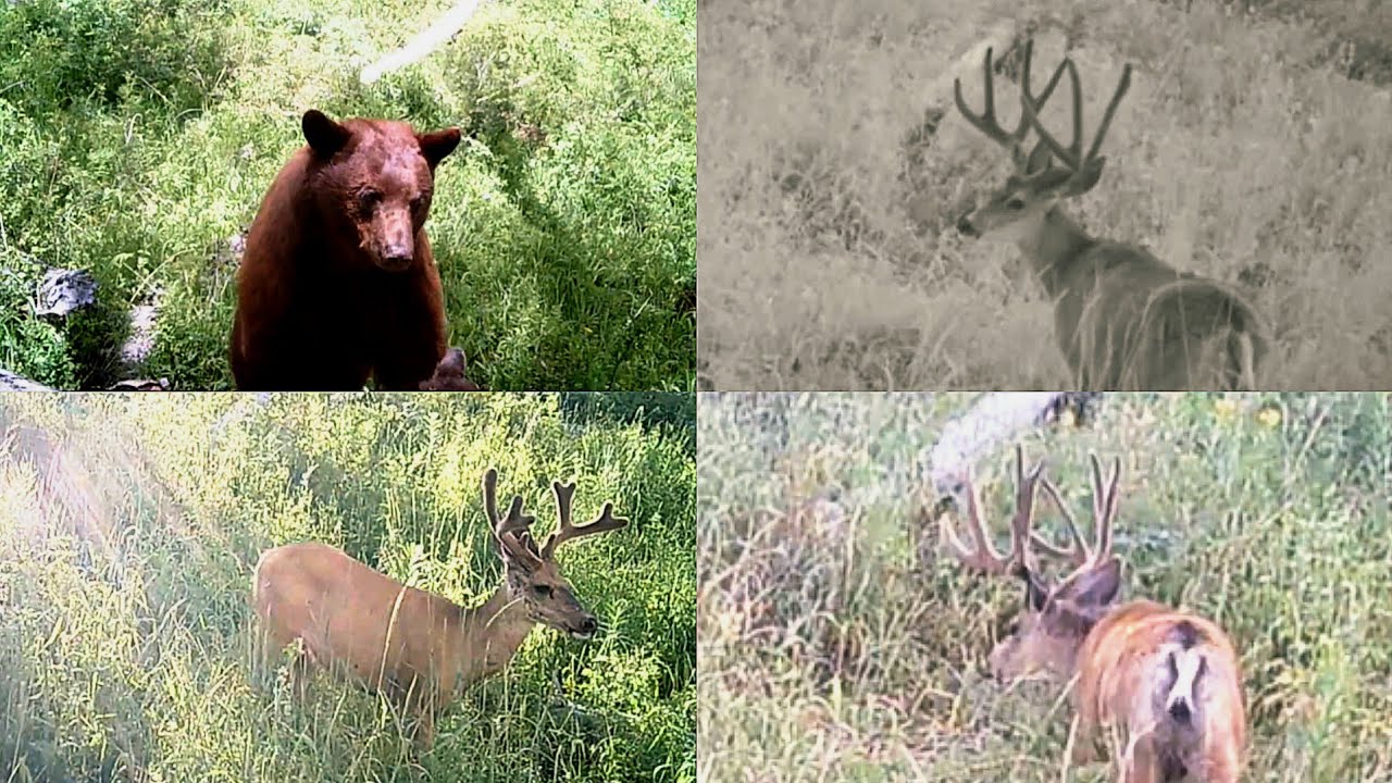 2025 Mule Deer TrailCam Part 1