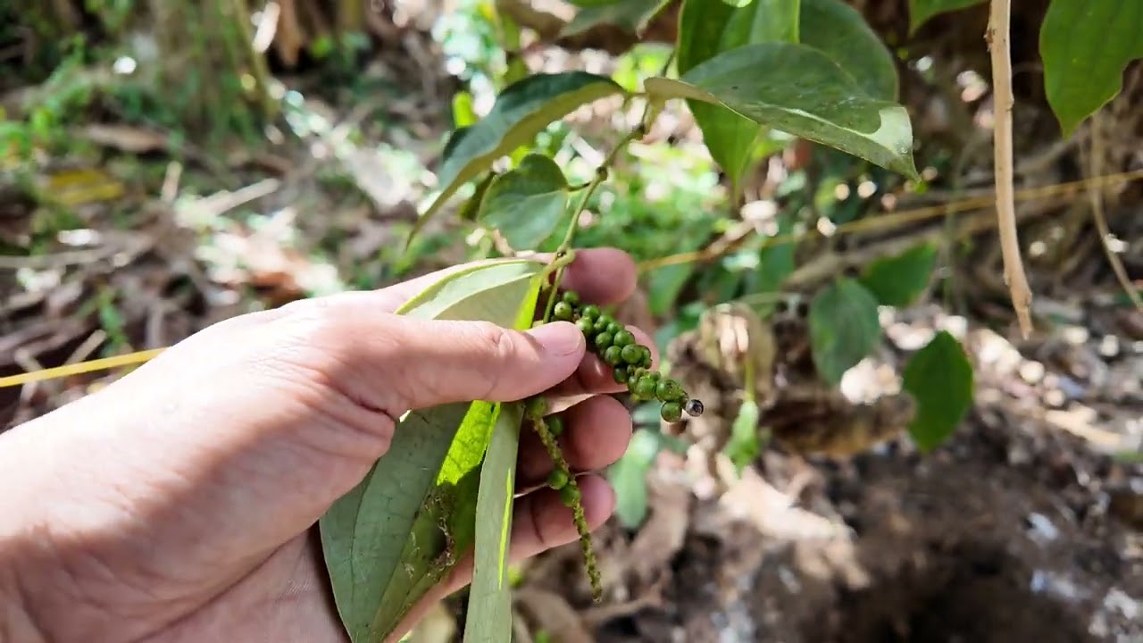 Mango and Avocado Planting Preparation