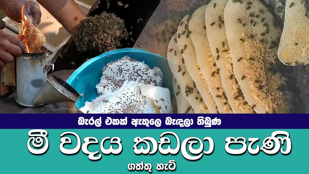 Natural Bee Honey Collecting | Wild honey harvesting | Srilanka