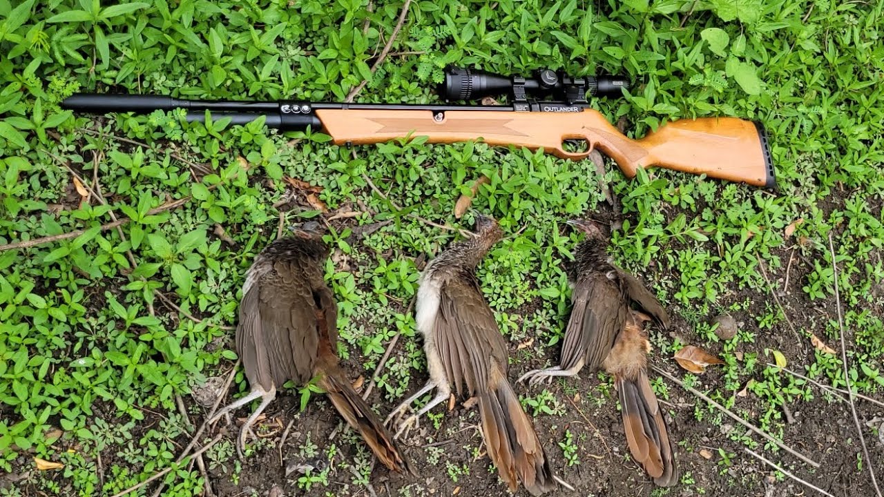 MAIS UMA CAÇADA NA BEBIDA RENDEU ARACUÃ,  FRITO GARANTIDO 💥🍗#hunting #slugs #outlander #viralvideo 