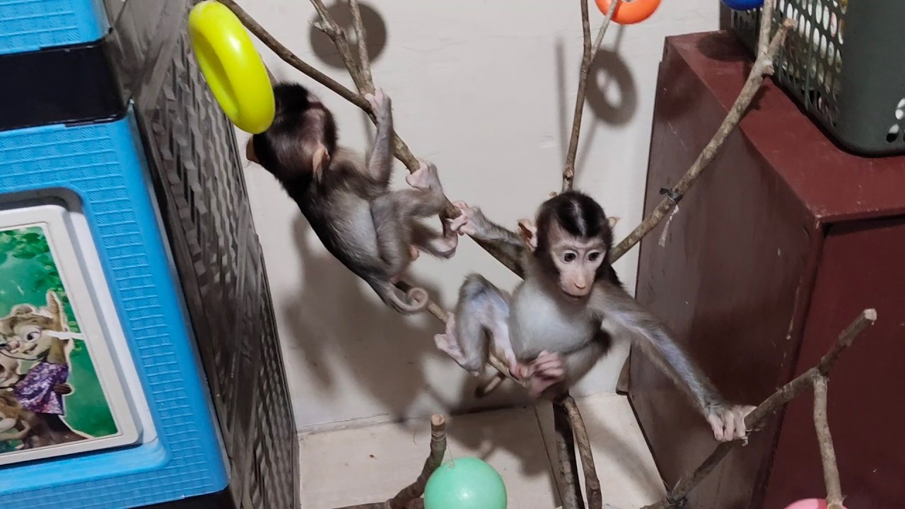 What happened, why is this monkey so restless playing?