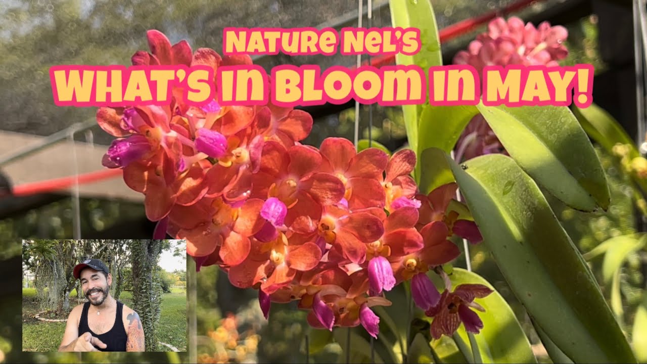 WHAT’S IN BLOOM! Join me as I show you exotic blooms from orchids and other plants. One hour Special