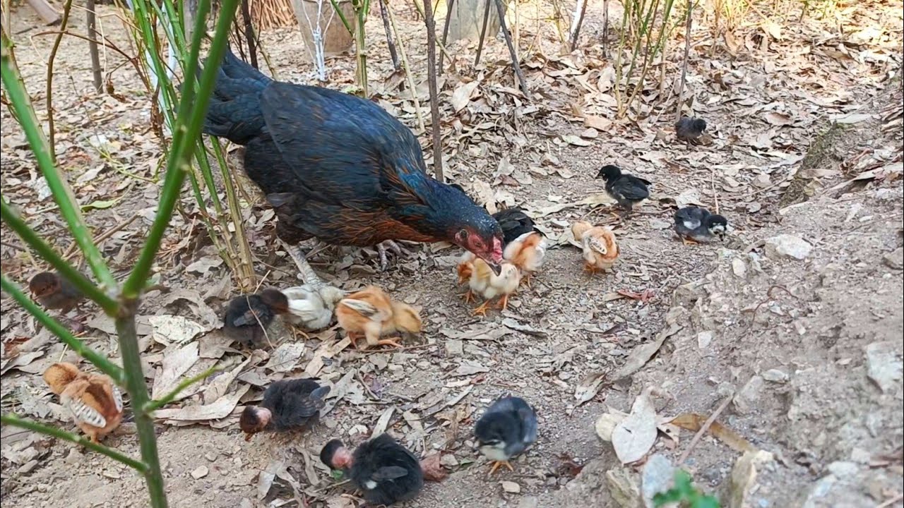 Hen and cute baby chicks #hens #chicks #babychicks