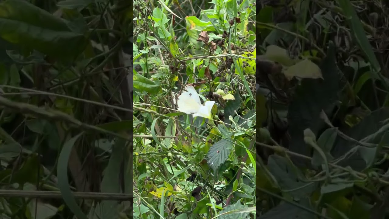 Large  white Barnes common 5 August