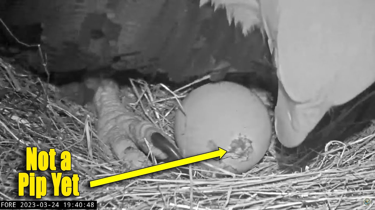 Day 35 Hatch Watch Update