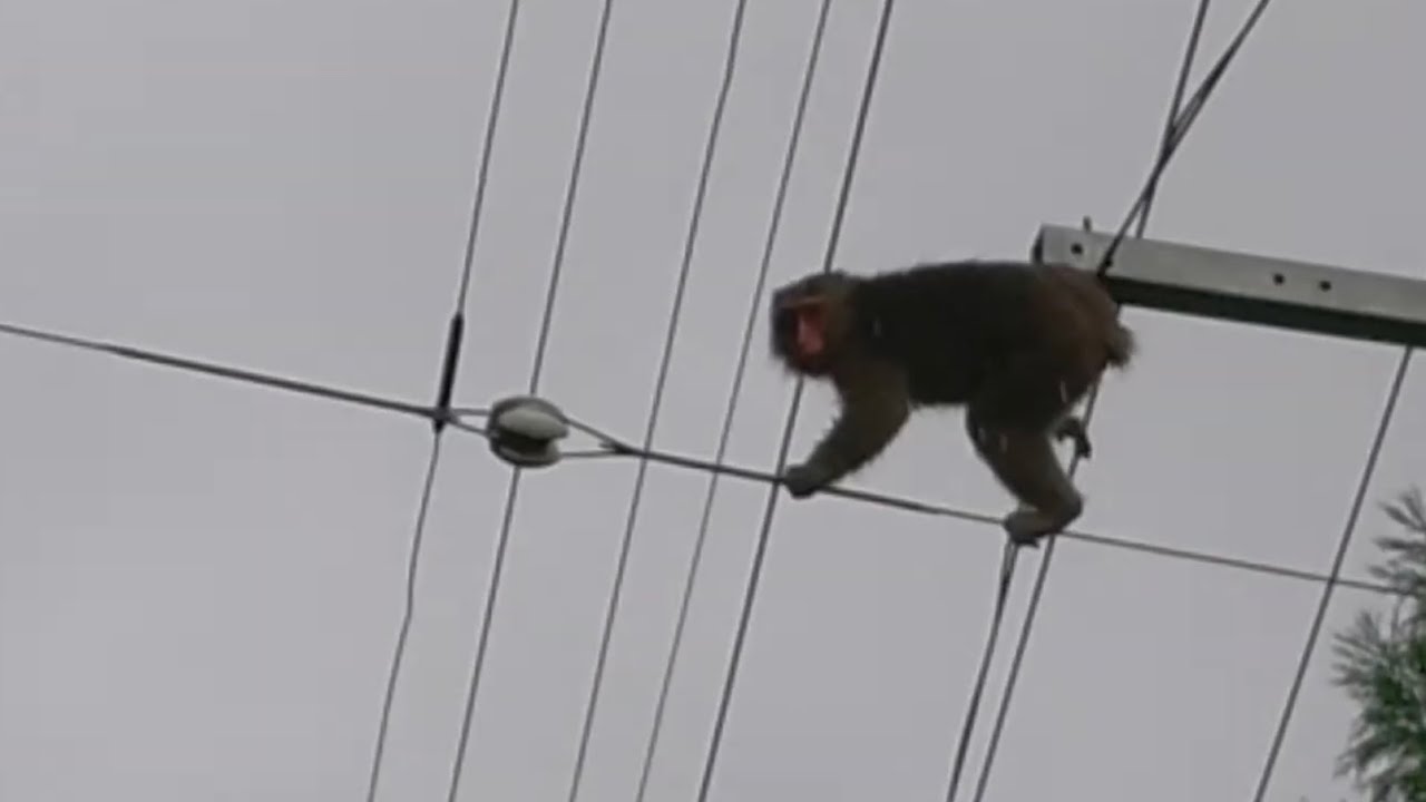 Japanese monkeys using 100v power lines as a means of transportation.