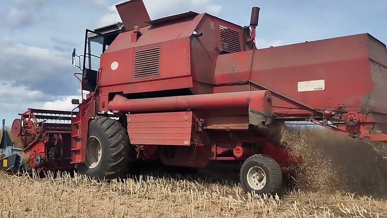 🔥🔥pierwsze żniwa rzepaku 🔥🔥bizon idzie jak dzik