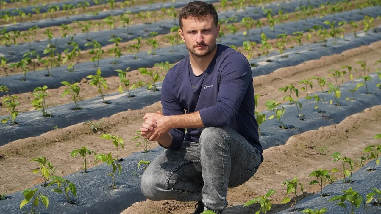 Młode nasadzenia papryki polowej - zalecenia, Karol Wieczorek, 12.06.2025