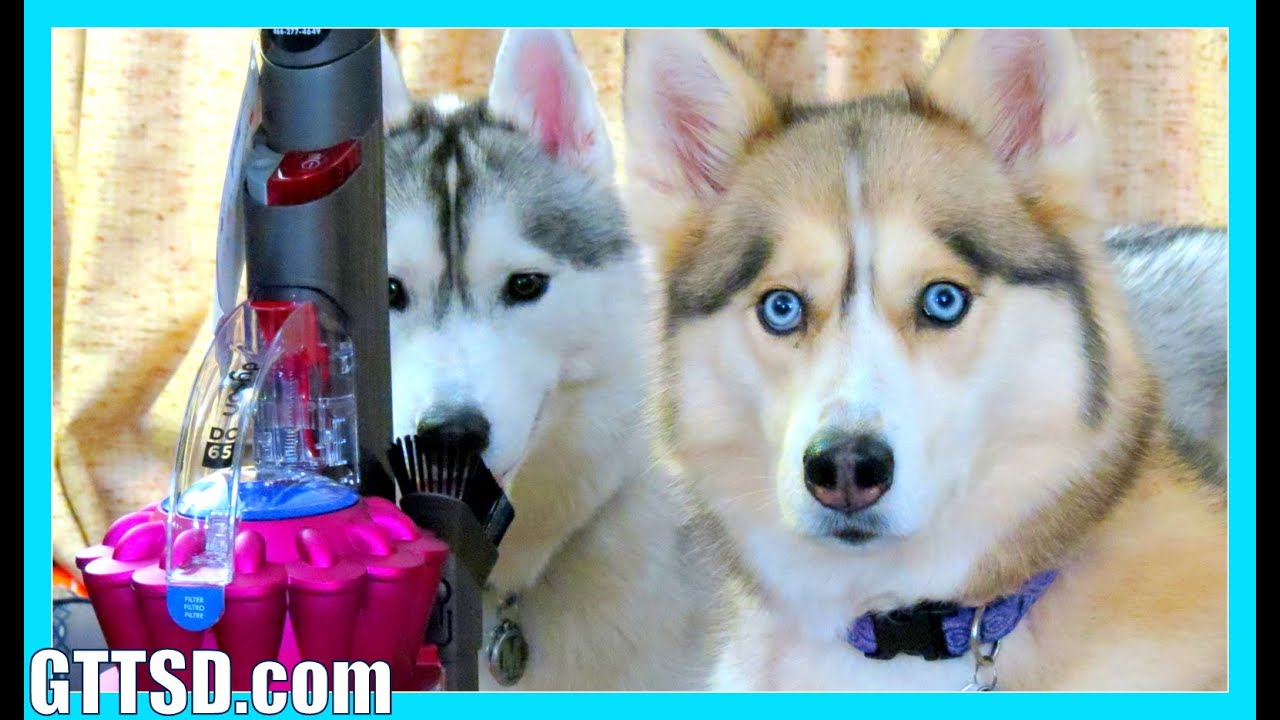HUSKY HAIR vs DYSON Vacuum
