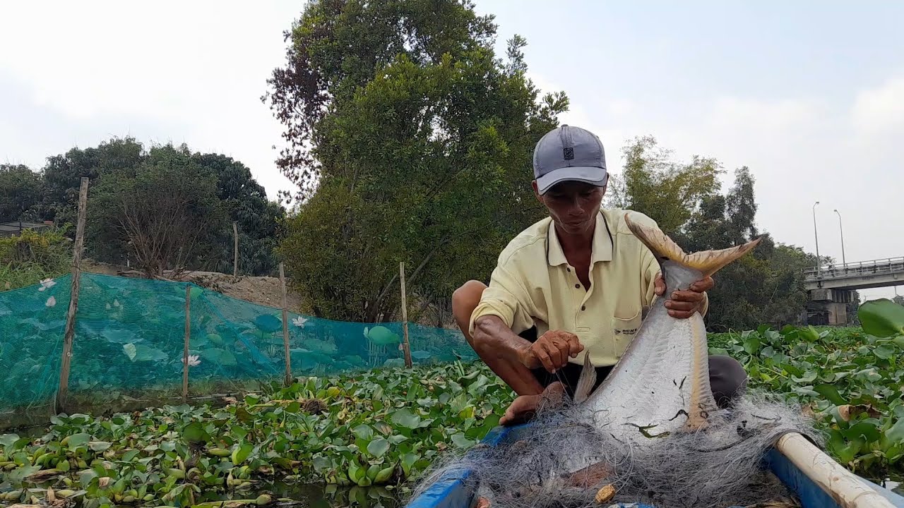 @ giăng lưới bao đám rau muốn dính cá xiu to luôn cả nhà