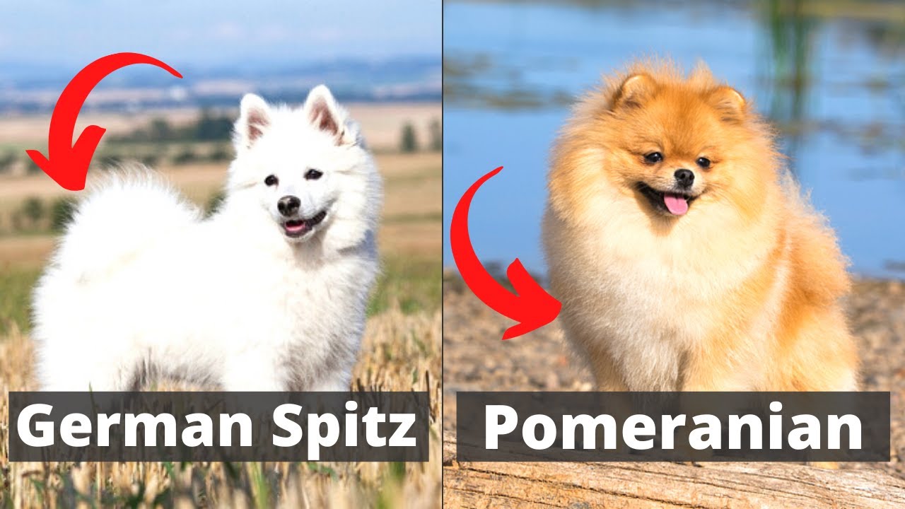 German Spitz vs Pomeranian: Which one would be better for you?