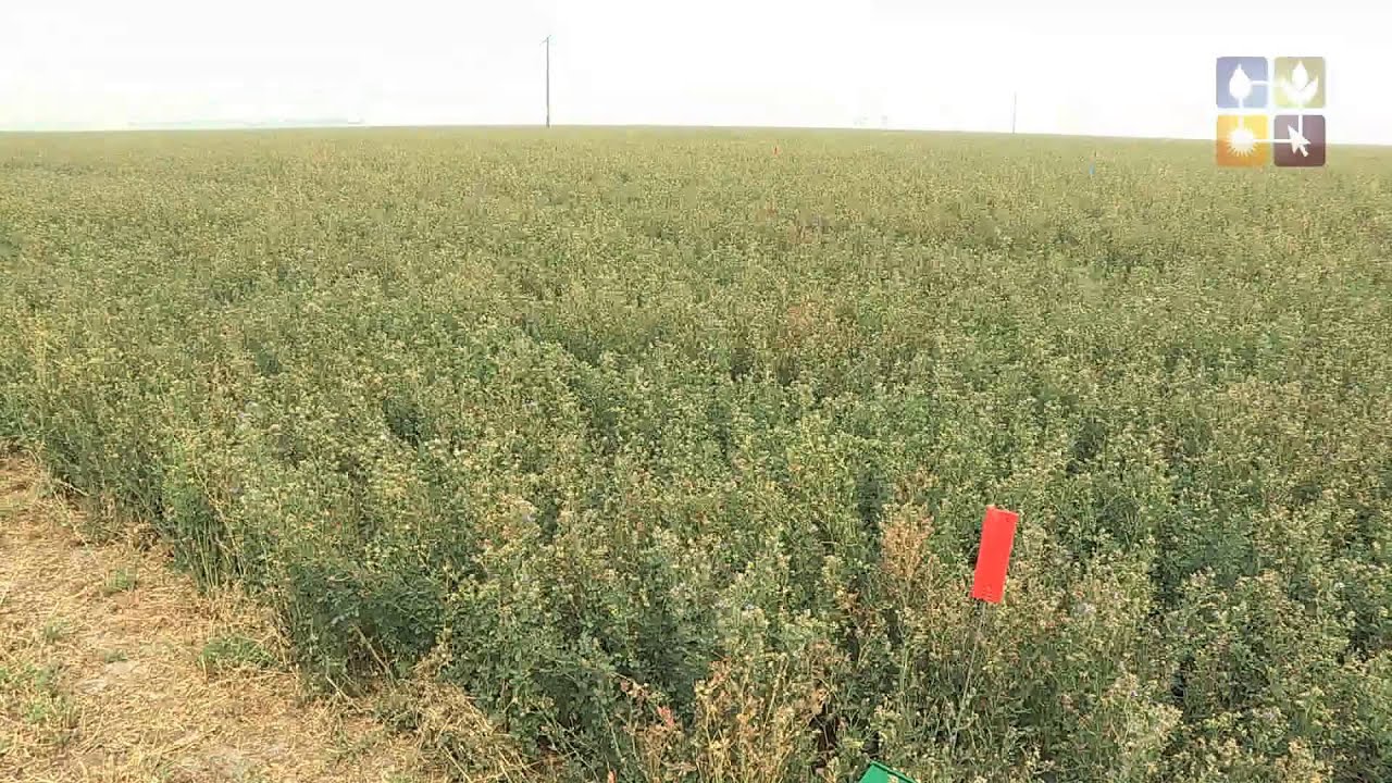 Effect of different fertilisers on lucerne production