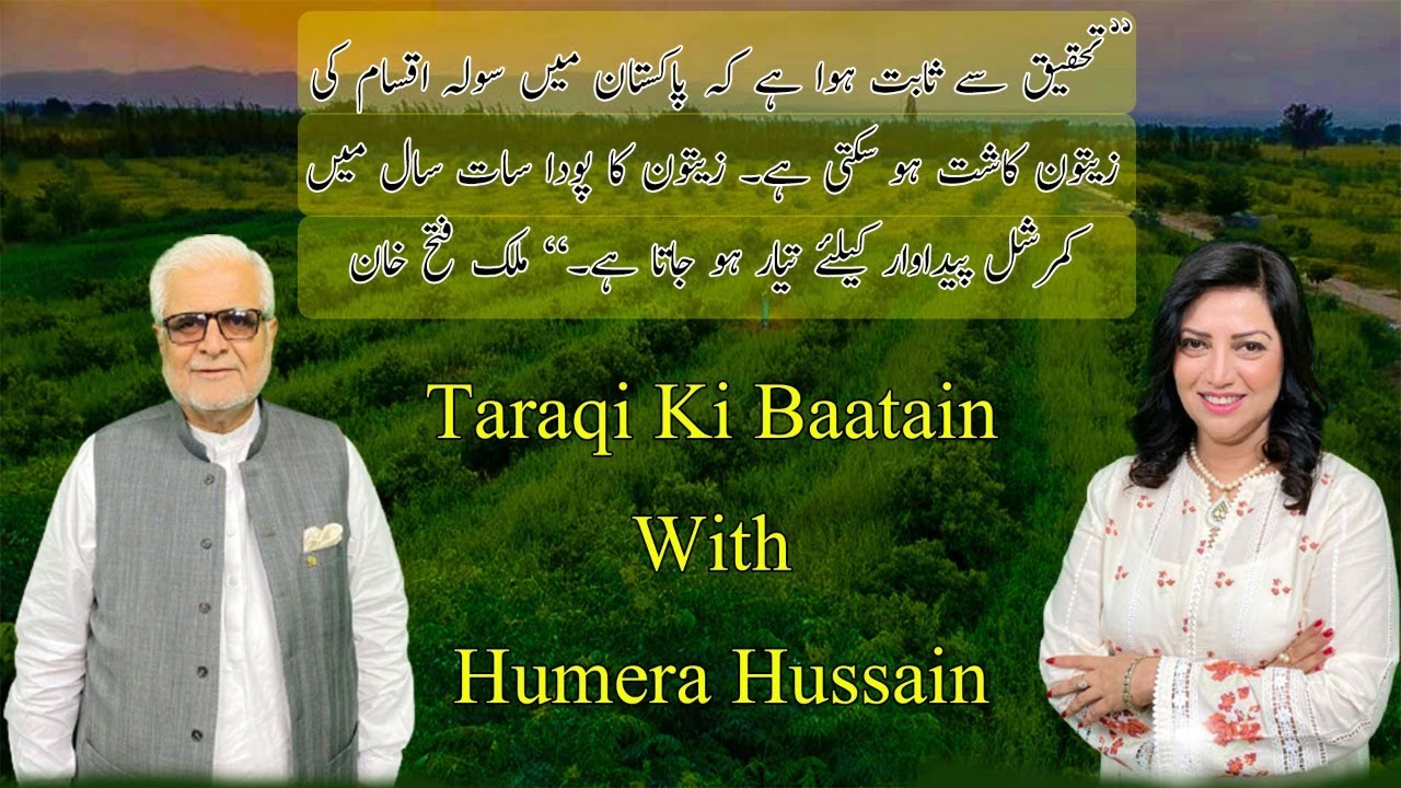 Olive Farming in Pakistan| Development of Olive Valley|Potohar Region|Talk with Malik Fateh Khan