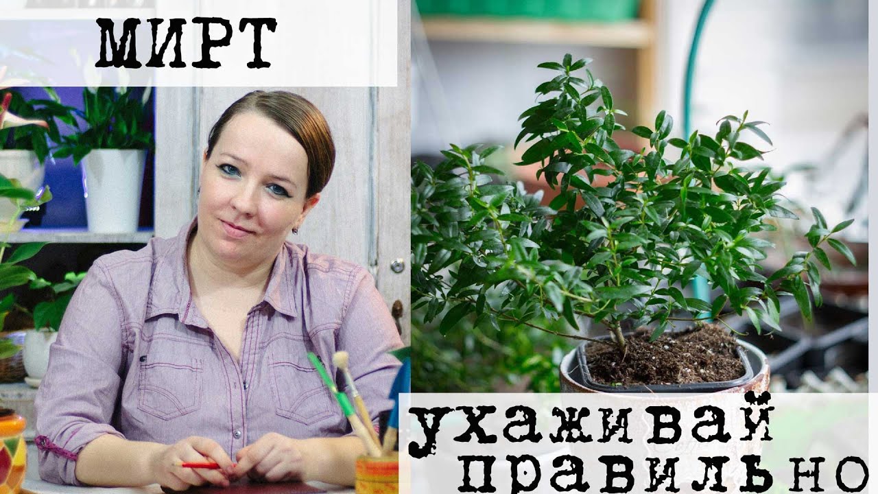 Мирт - уход в домашних условиях, полив, выбор грунта, подкормки, болезни и вредители, размножение