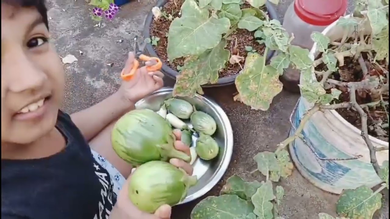 డిసెంబర్ నెలలో వచ్చిన బ్రిజల్స్🍆// mana December lo vachina vankayalu🌿