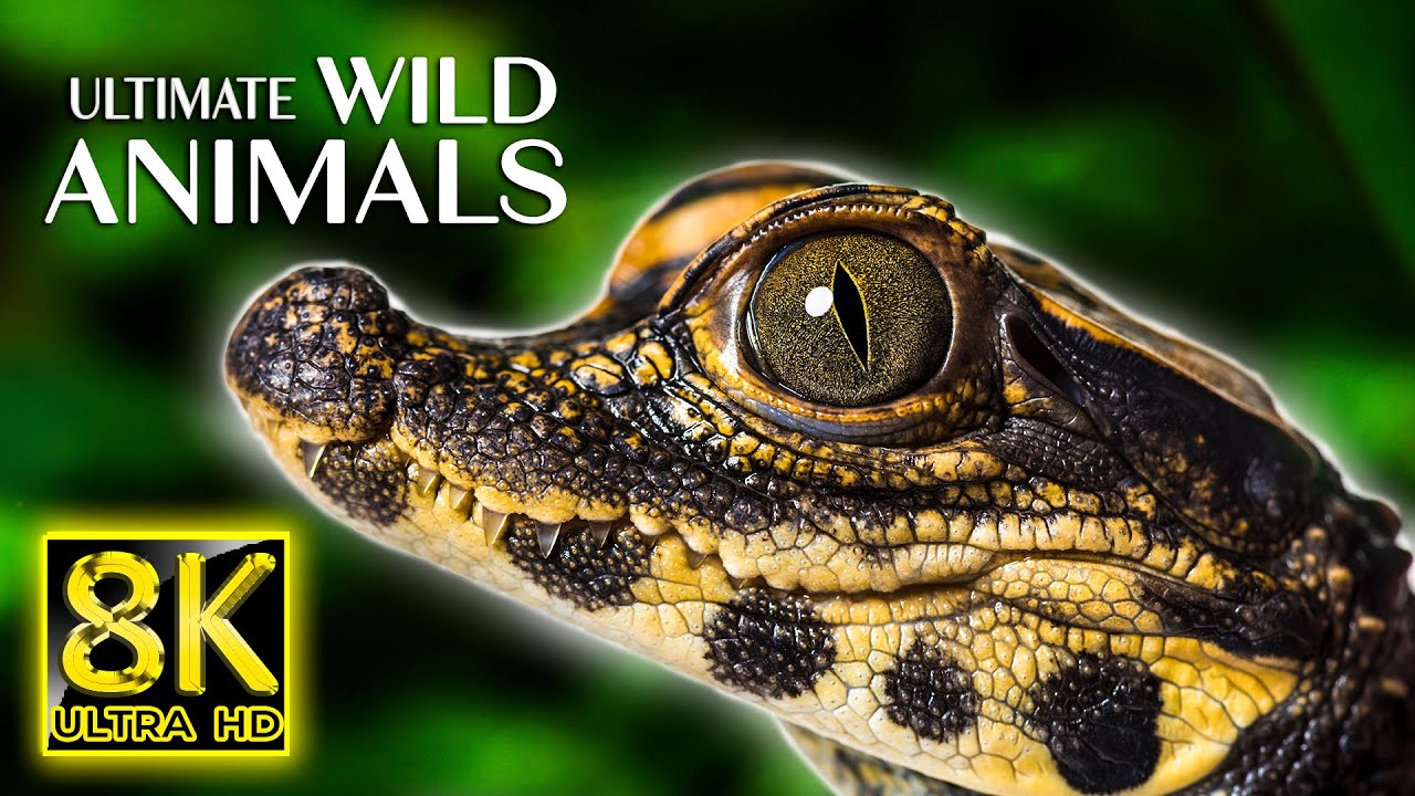 Ultimate Wild Animals in 8K ULTRA HD 60fps - Amazing Animals on the Planet with Relaxing Music