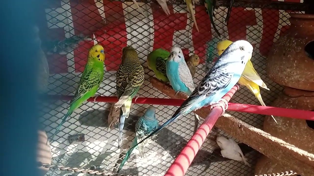 #Australian Budgie #parrot parakeets #video  Budgie birdsTotes#birds#parrot#parakeet 🐣🐦#4kwildlife  