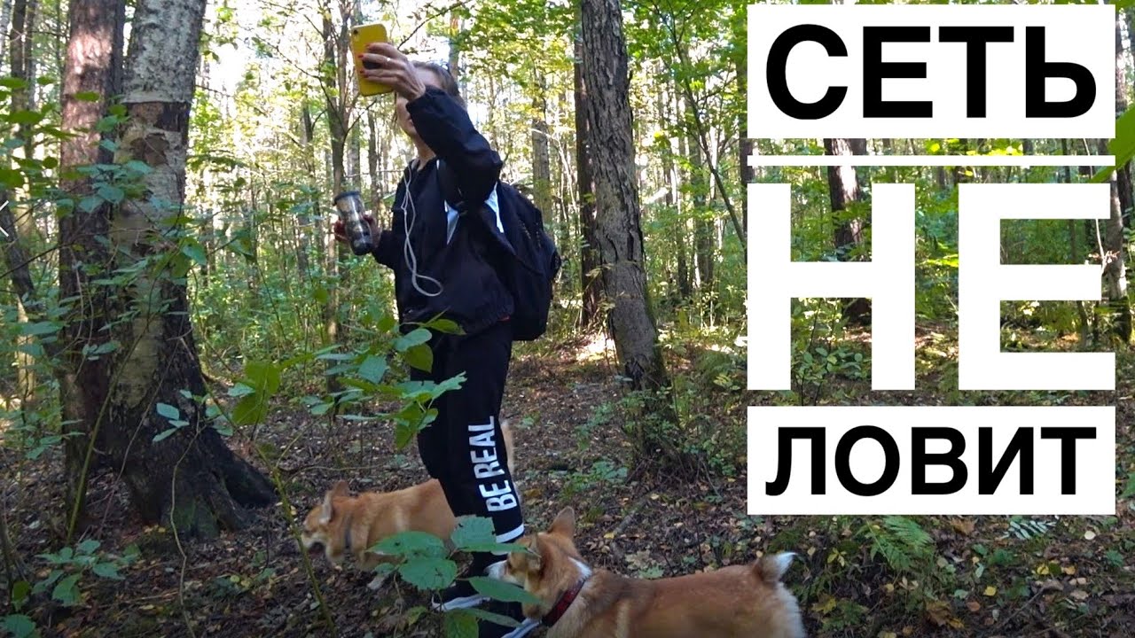 ЗАБЛУДИЛАСЬ В ЛЕСУ С собаками😣/ Сэдди метит в КВАРТИРЕ!😕
