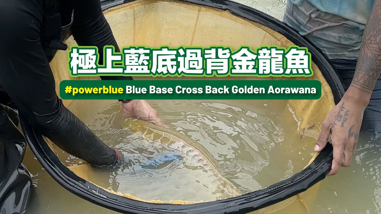 【天花板級龍魚】擁有金頭、細框與極上藍底，一條過背金龍的三重奢華【CityVege城市農夫】