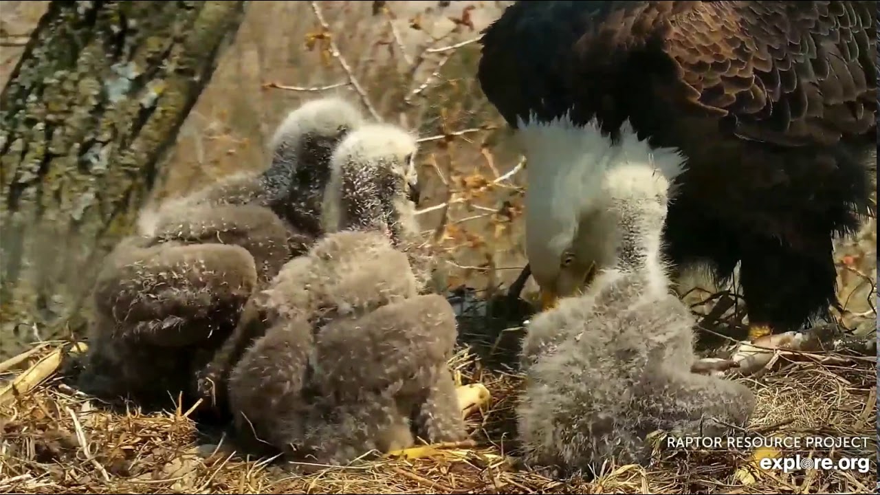 Decorah Eagles 4-24-20, 1:45 pm Mom brings grass, DM2 brings fish, Mom feeds
