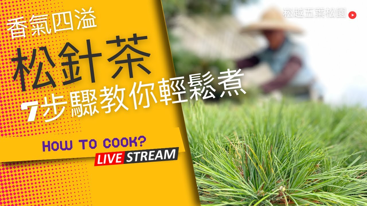 7步驟 教你輕鬆煮松針茶| 鄉傳中的松針茶怎麼煮麼呢?｜香氣四溢松針茶這樣煮就對了！