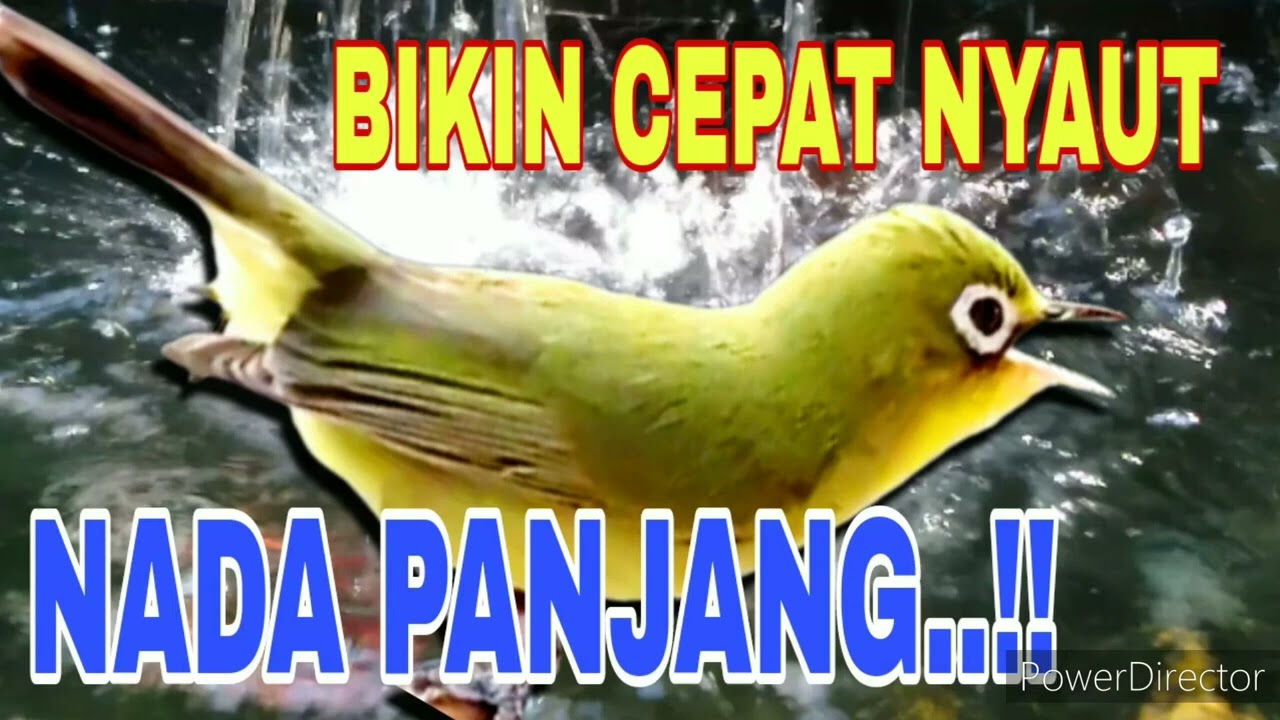 MP3 Suara panjang pancingan Kecial kuning, bikin cepat ngejos..‼️