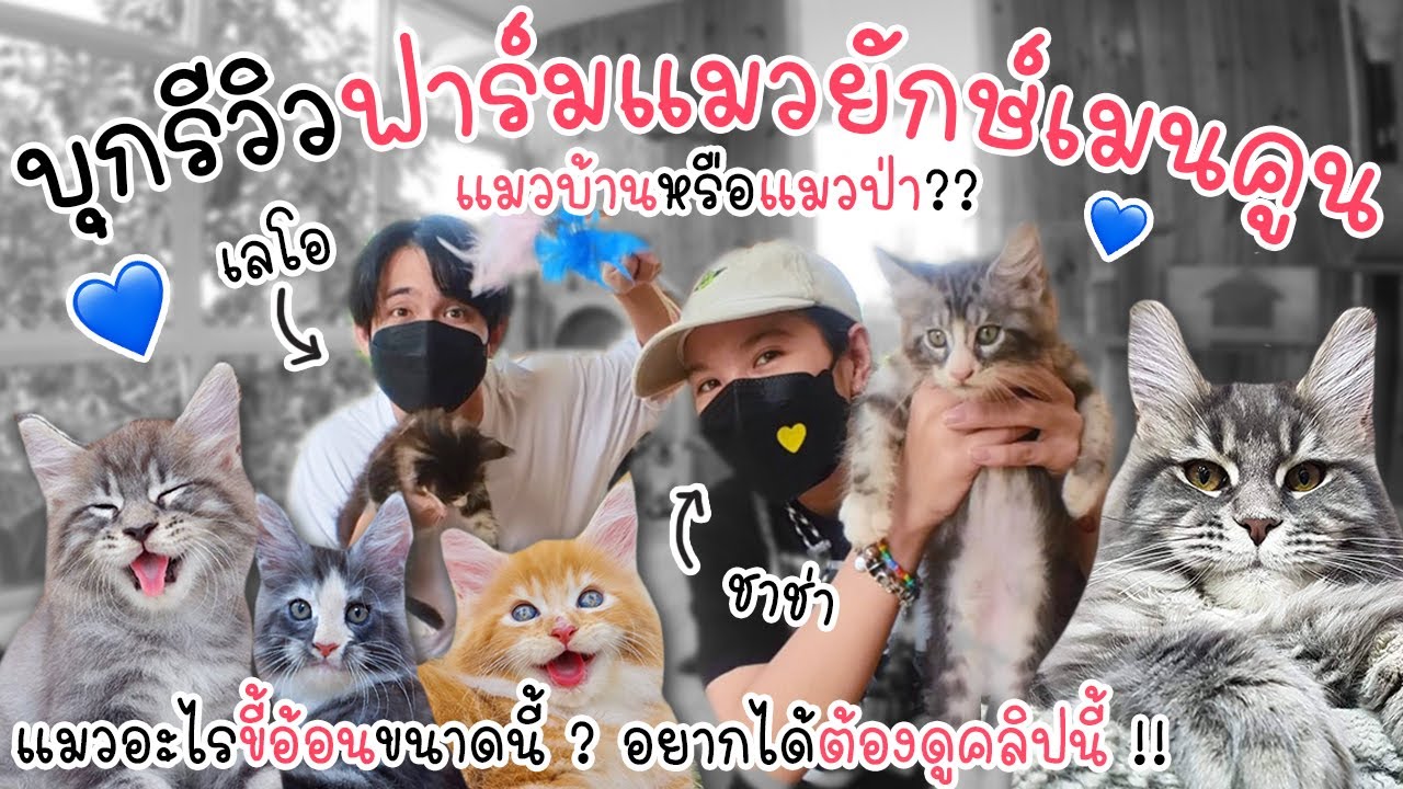 พาบุกฟาร์มแมวยักษ์เมนคูน !! แมวป่าหรือแมวบ้าน ? อ้อนหนักมาก !!