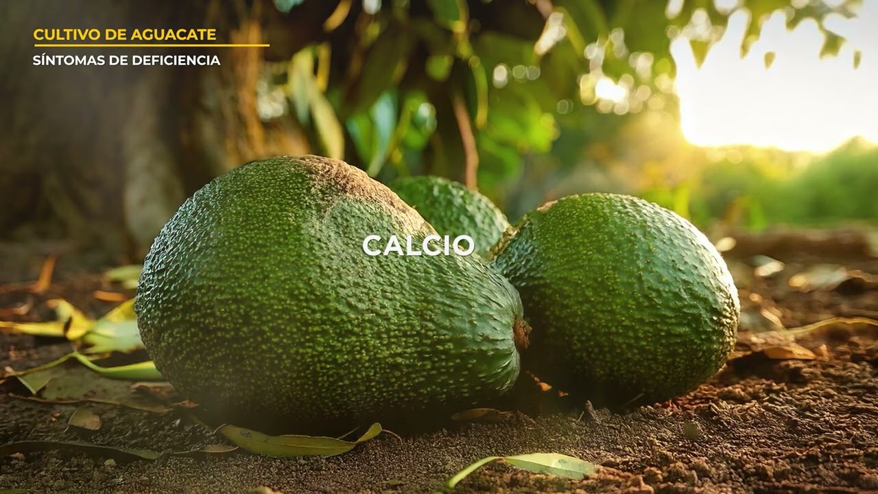 FIEDS   02 AGUACATE   NUTRICIÓN