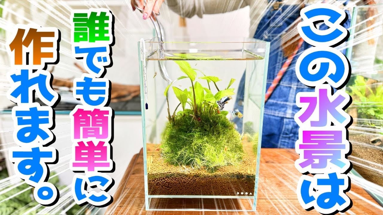 【アクアリウム】この水景は誰でも簡単に作れます（無濾過で簡単に置くだけでアクアリウムを楽しめます！侘び草でアレンジして楽しむアクアリウム！初心者でも楽しめます）