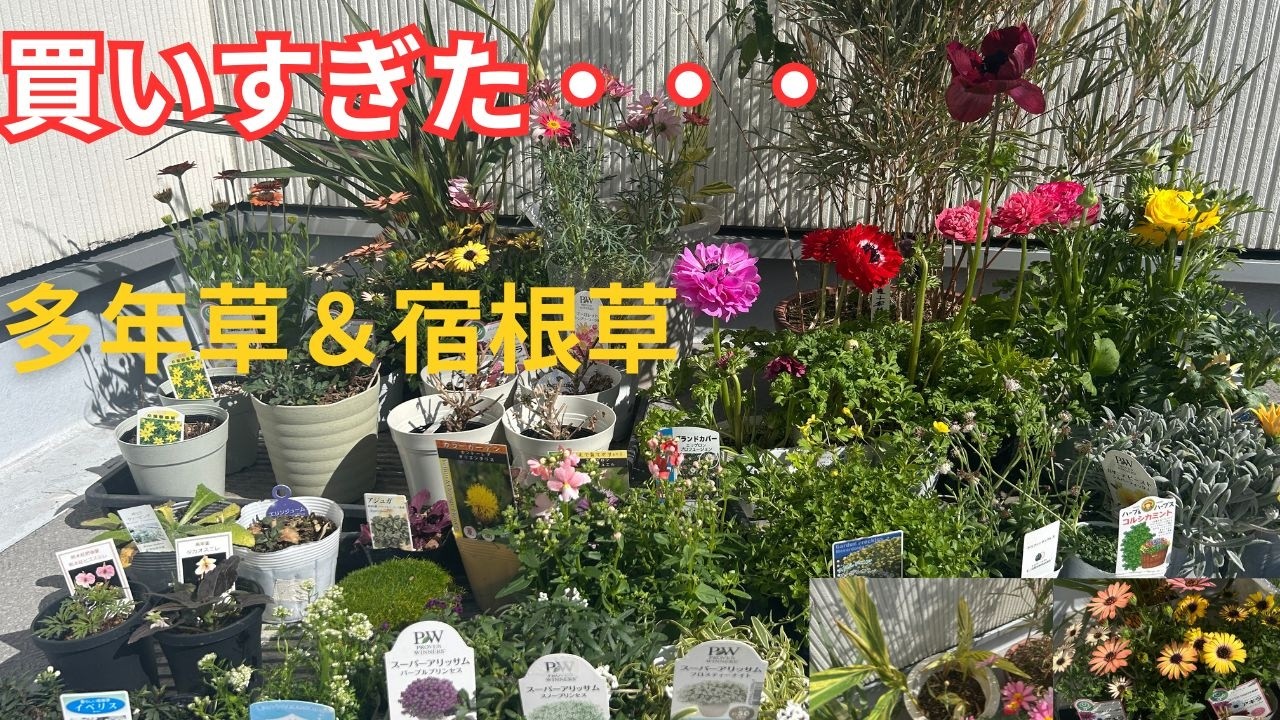 [ 2月購入苗】多年草＆宿根草が最高すぎた！！