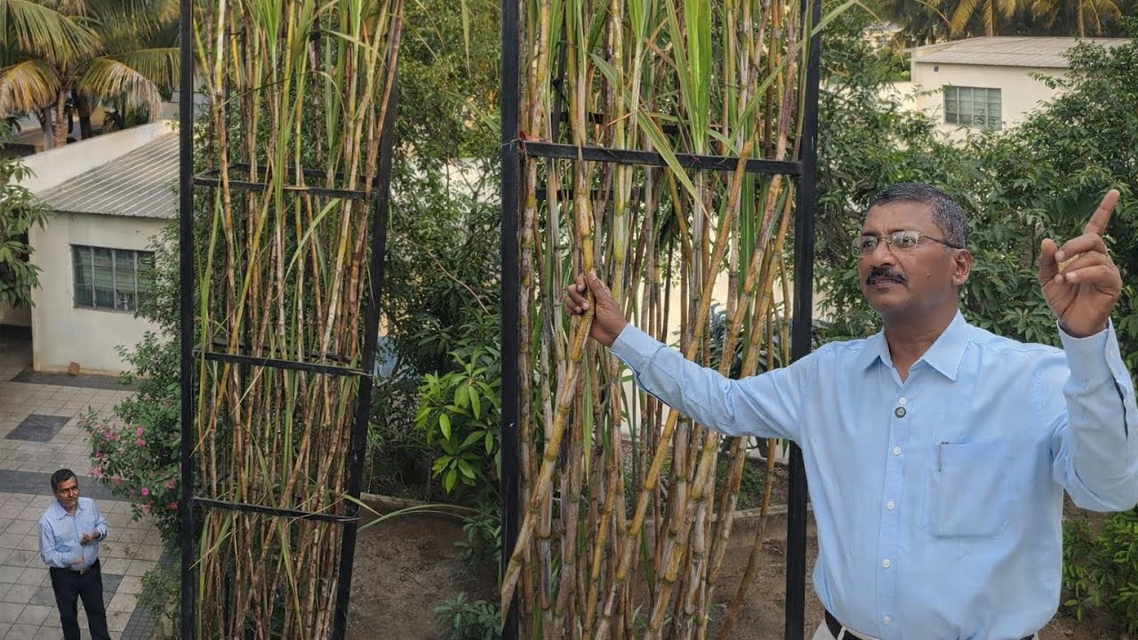 ८ वर्षांचा ऊस, २५ फूट उंच! ६५ कांड्या! पुन्हा पुन्हा ऊस लावणं खरंच गरजेचं आहे का?