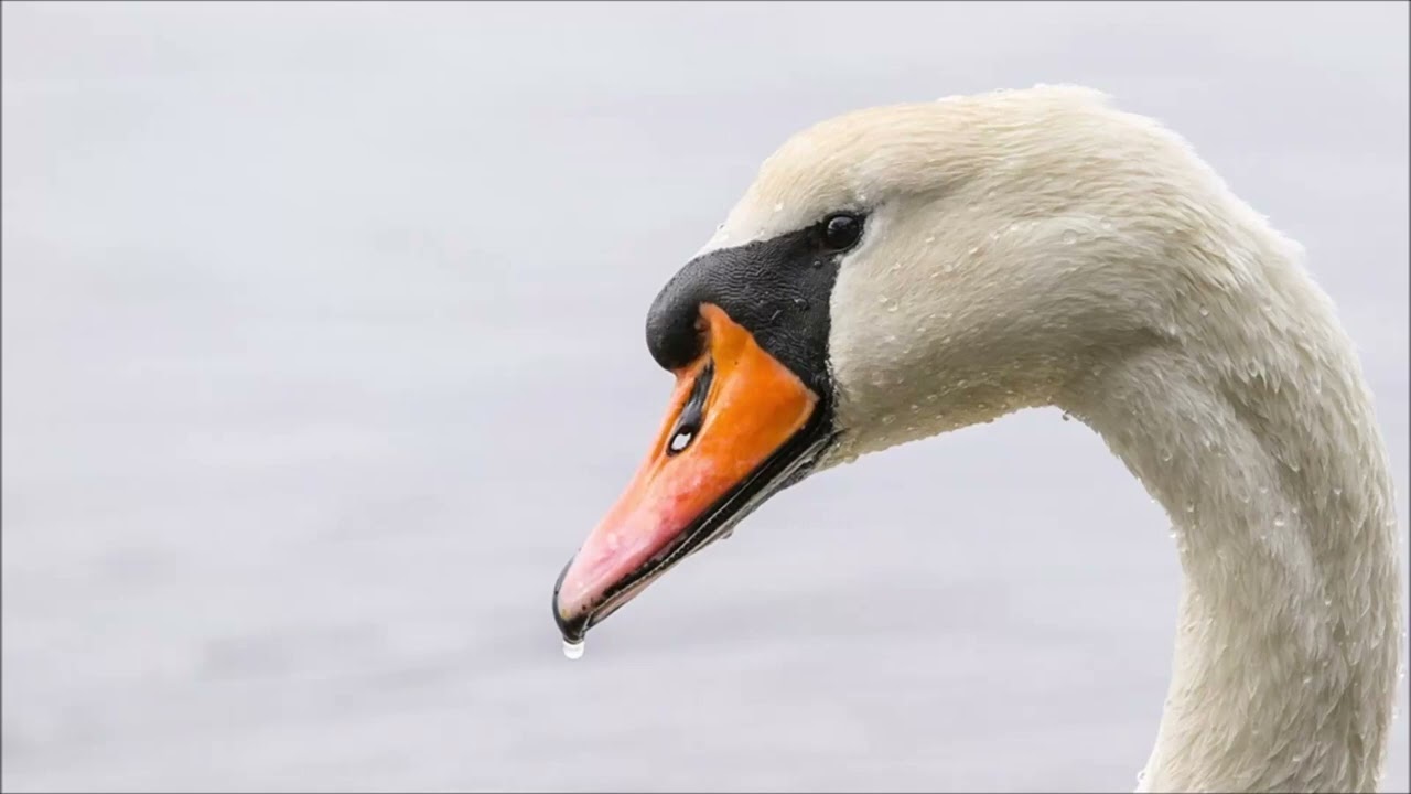 Swan Sound | Animal Sounds