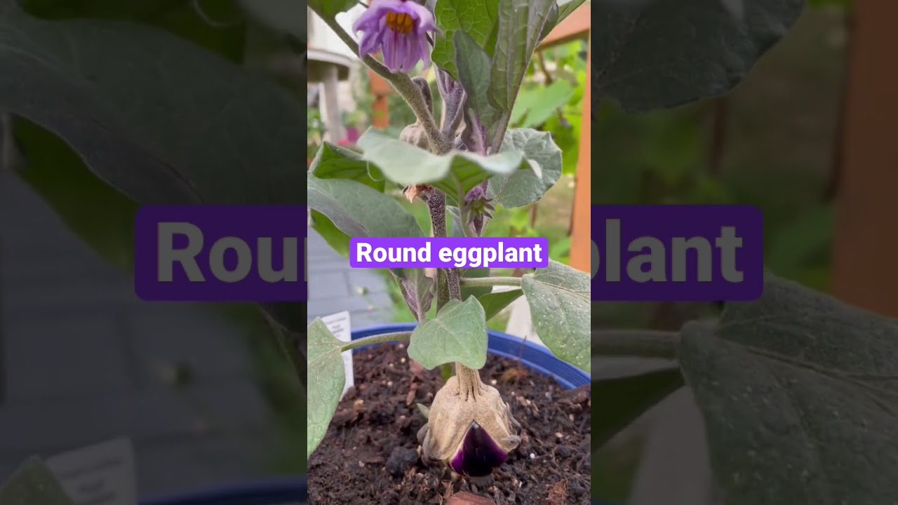 Round purple baby eggplant in the making #lunatonisecretgarden #summer #love #garden #eggplant