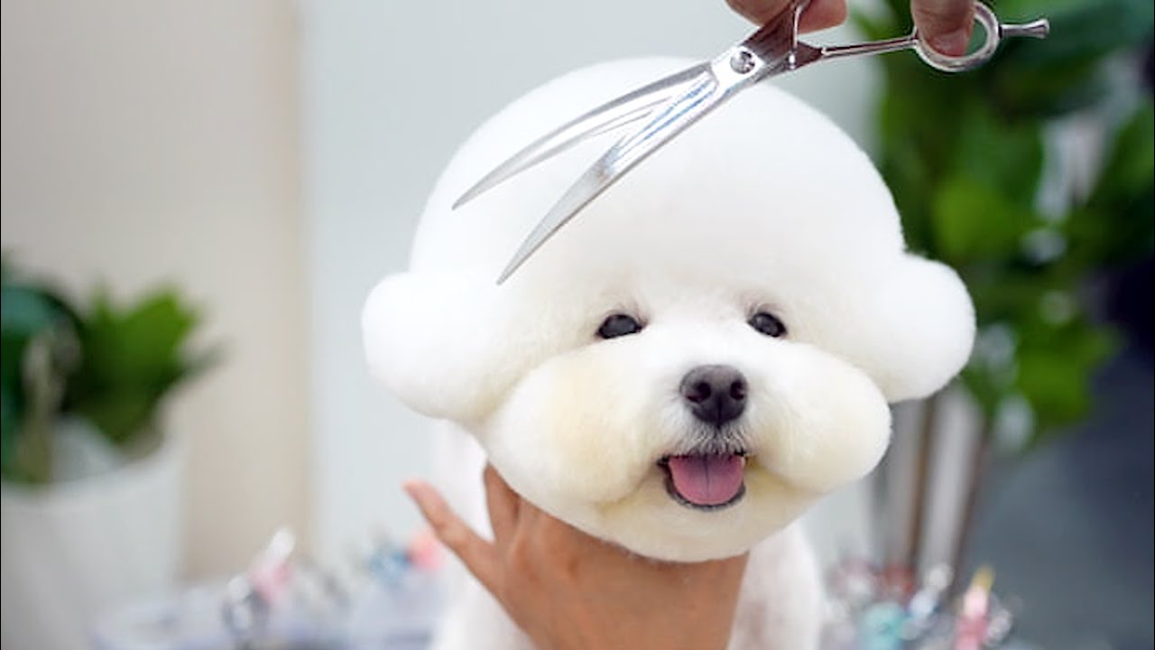 30 миллионов просмотров в Instagram! Самая милая собака на свете 🐶💕