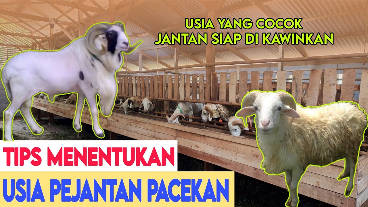 JANGAN ASAL K4WINKAN PEJANTAN INI DIA USIA JANTAN YANG PAS DIK4WINKAN