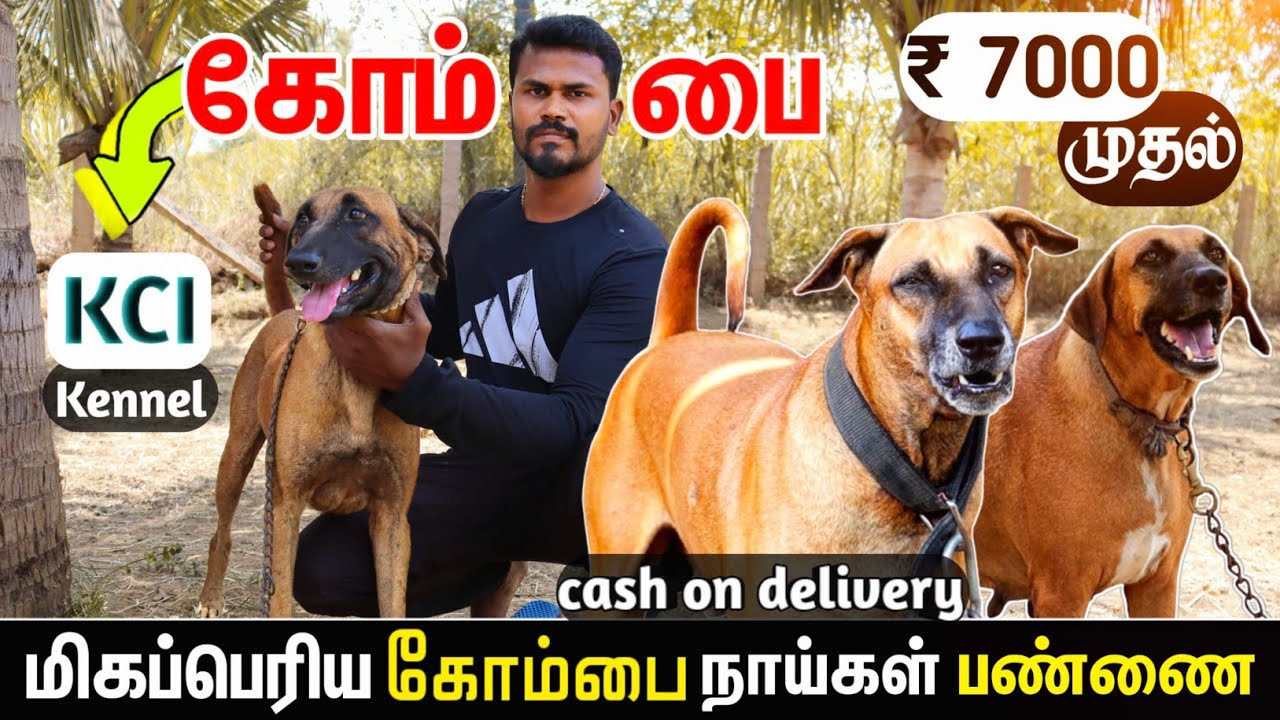 மிகப்பெரிய கோம்பை நாய்கள் பண்ணை |  kombai Dog for Sale | Biggest kombai Dog Kennel |  Sky Media