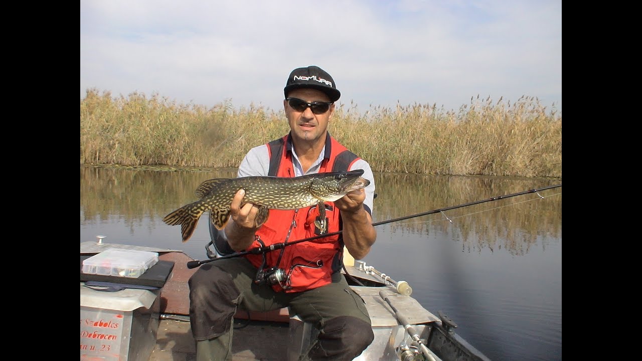 Csuka pergetés Tisza-tó, Pike spinning