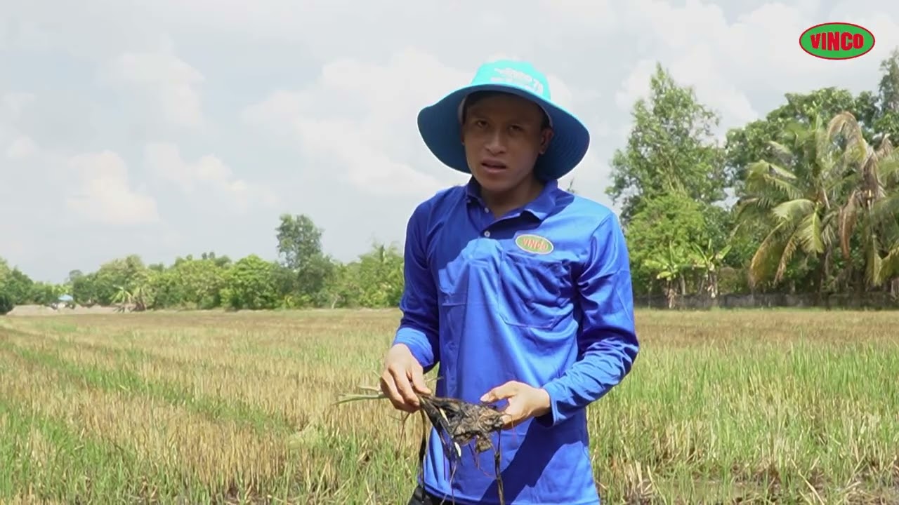 PHÓNG SỰ DR.VINCO KỲ 93: XỬ LÝ RƠM RẠ VÀ LÚA CƠI VỚI GIẢI PHÁP VINCO