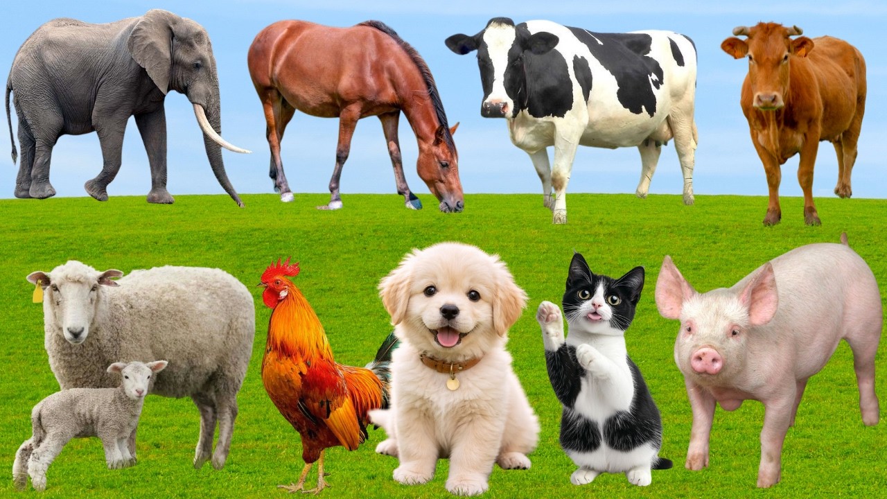 🌿 Đồng Quê Rộn Ràng 